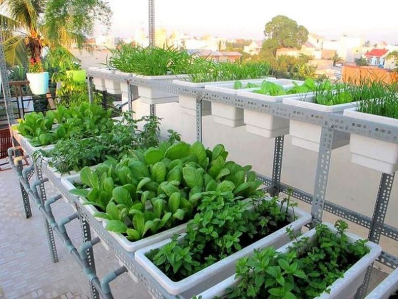  Kinh nghiệm trồng rau trên sân thượng có mái che 